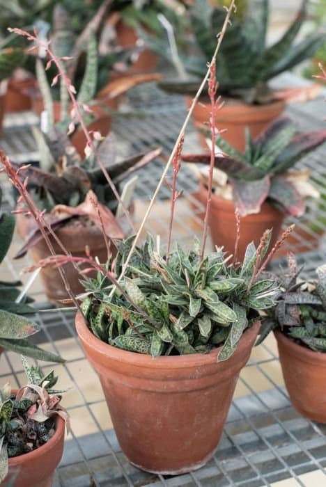 Gasteria liliputana