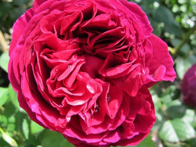 Rose [Falstaff]