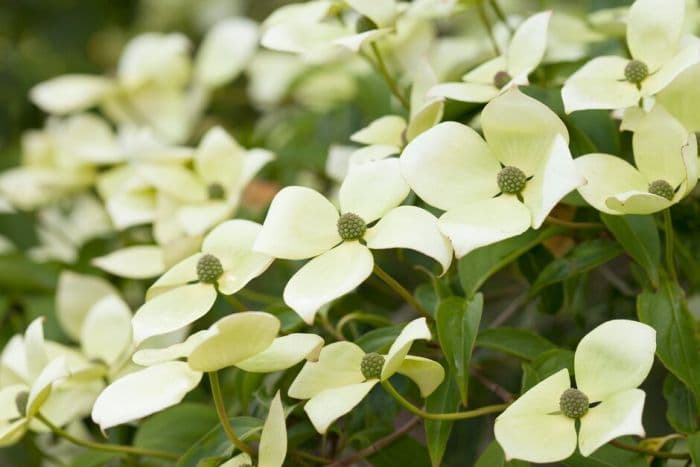 dogwood 'Gloria Birkett'