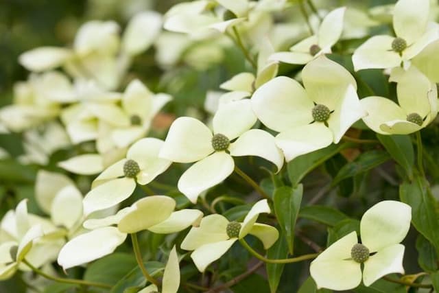 Dogwood 'Gloria Birkett'