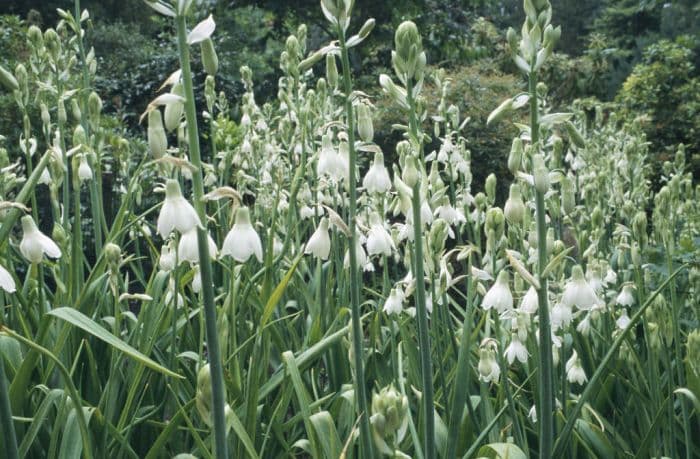 summer hyacinth