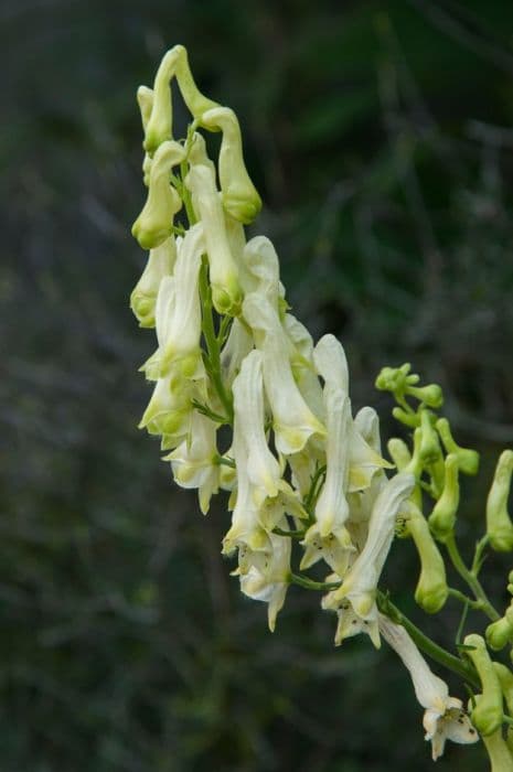 monk's hood 'Russian Yellow'