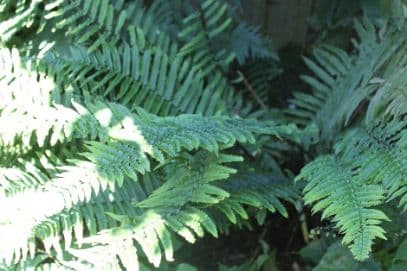 giant wood fern