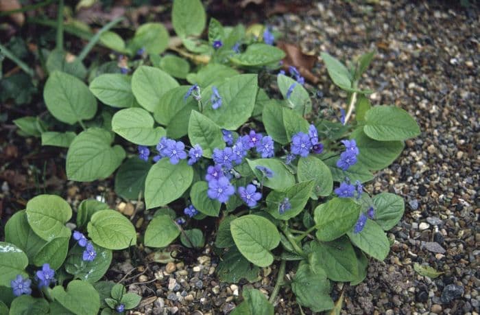 creeping forget-me-not