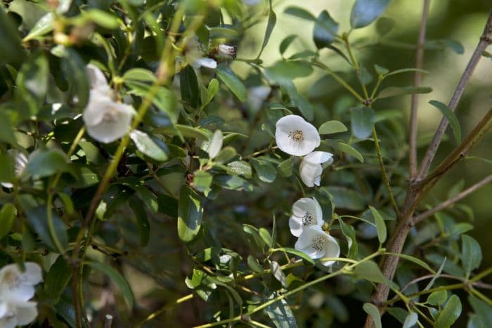 dwarf leatherwood