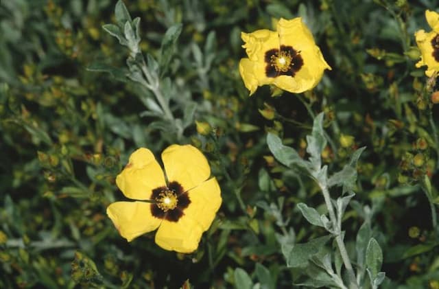 Basil-leaved rockrose