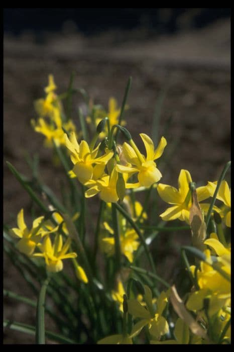 daffodil 'April Tears'