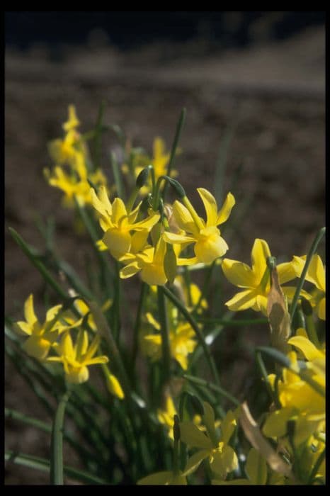 Daffodil 'April Tears'