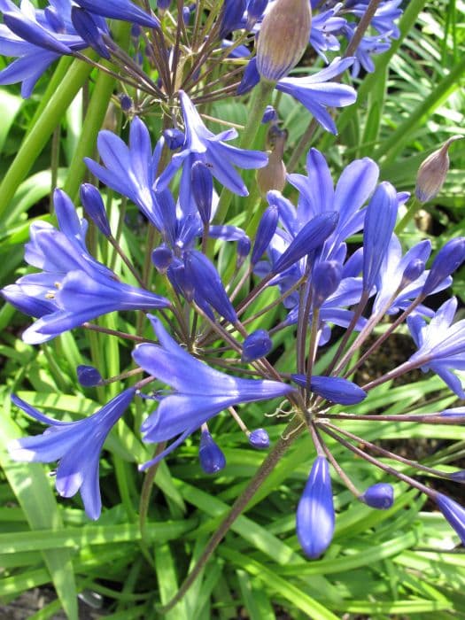 African lily [Brilliant Blue]