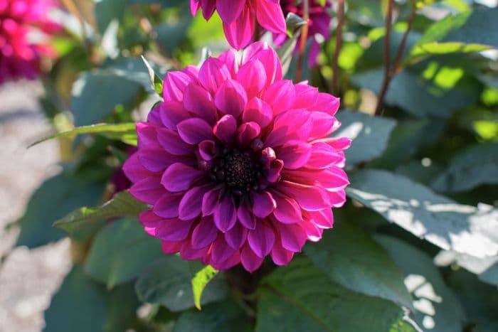 dahlia 'Purple Haze'