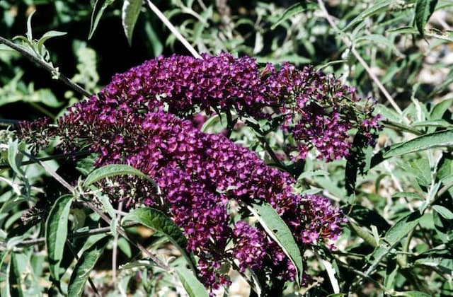 Butterfly bush [Nanho Purple]
