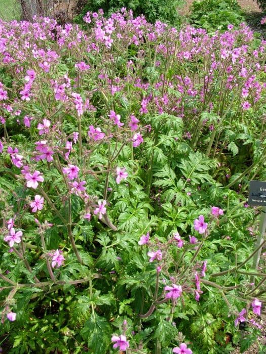 Canary Island geranium