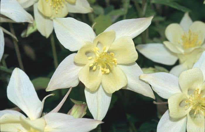 columbine 'Origami Yellow'