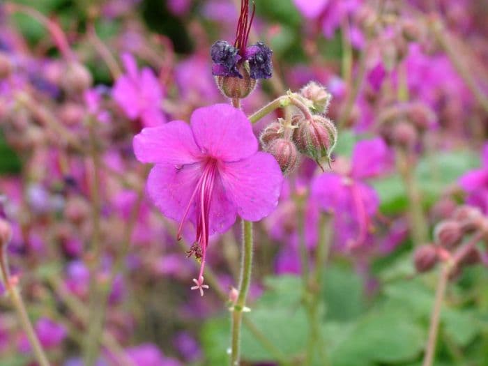 cranesbill 'Bevan's Variety'