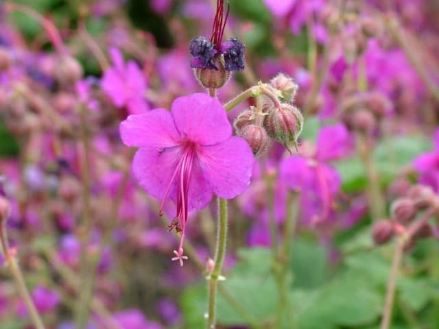 Cranesbill 'Bevan's Variety'