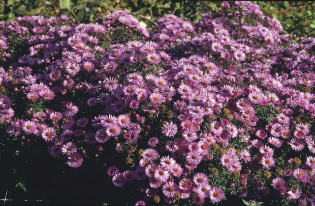 New England aster 'Barr's Pink'