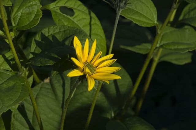 Jerusalem artichoke