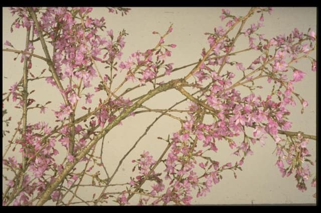 Single pink weeping cherry
