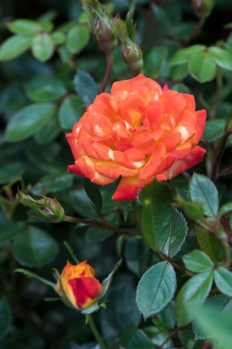 rose [Irish Eyes]