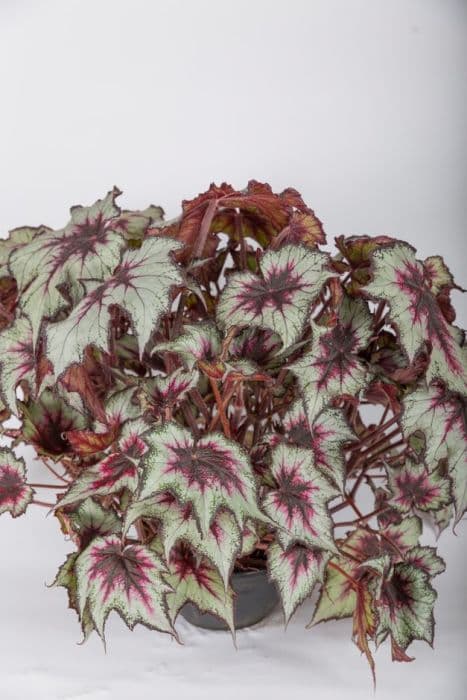 begonia 'Silver Spirit'