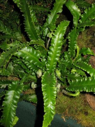 hart's tongue fern 'Angustatum'