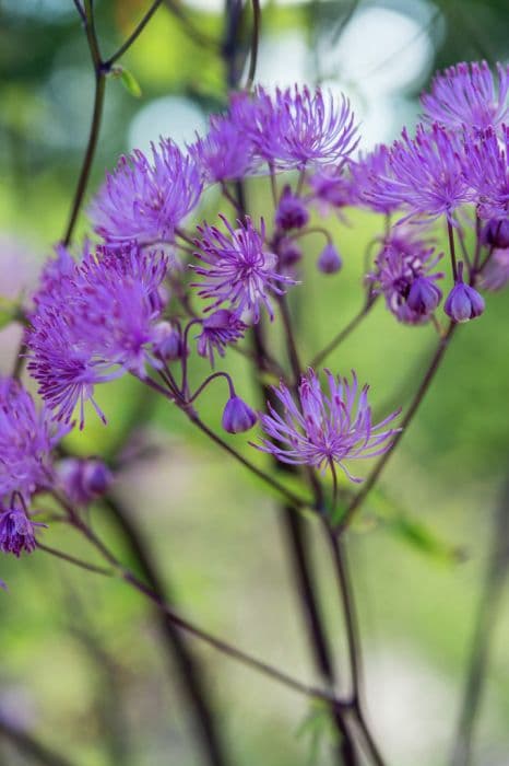 meadow rue 'Black Stockings'