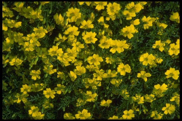 African marigold 'Lemon Gem'