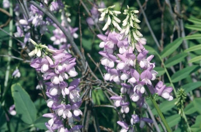 goat's rue 'Lady Wilson'