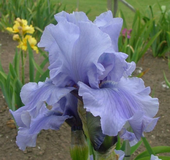 iris 'Maui Surf'