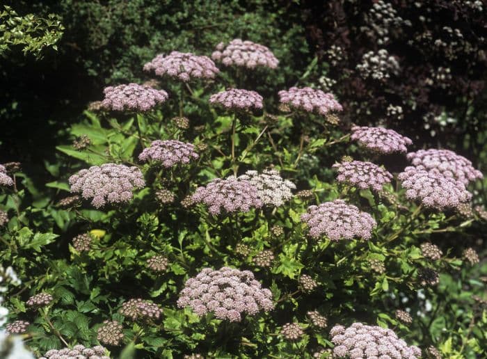 black parsley