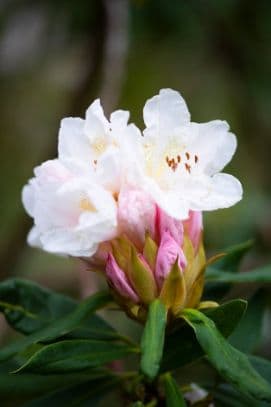 Rhododendron Nobleanum Album Group