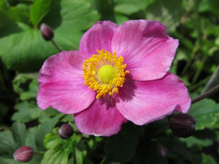 Japanese anemone 'Pretty Lady Diana'