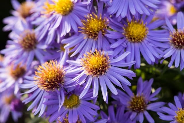 New England aster 'Helen Picton'