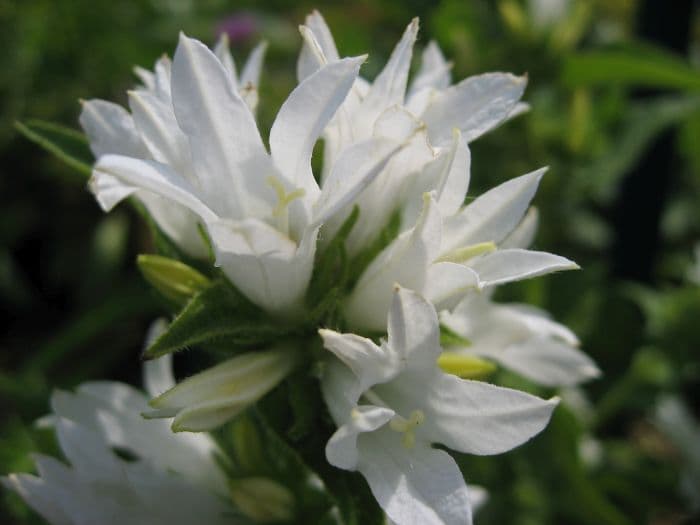 white clustered bellflower