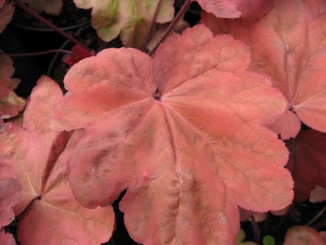 Alum root 'Autumn Leaves'