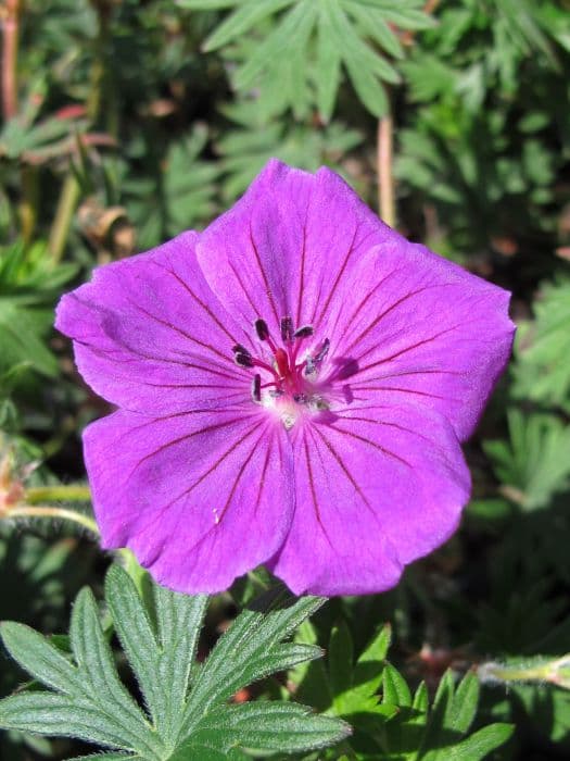 cranesbill 'Tiny Monster'