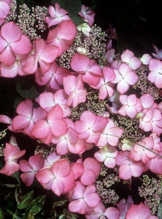 hydrangea 'Selina'