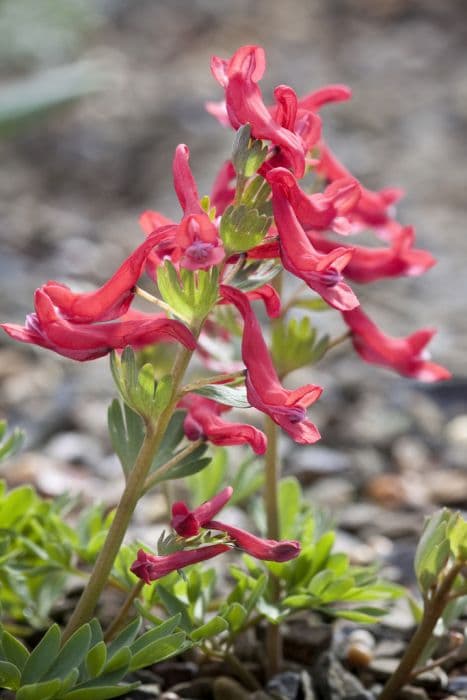 fumewort 'Firecracker'