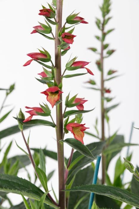 foxglove 'Firebird'