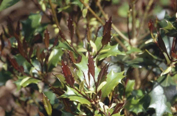 holly olive 'Purpureus'