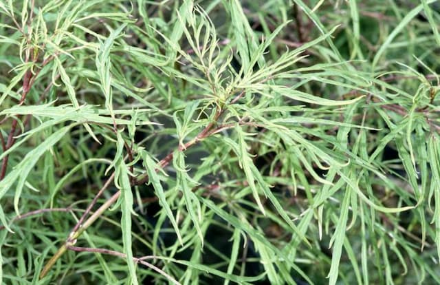 European red elder 'Tenuifolia'