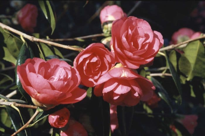 camellia 'Drama Girl'