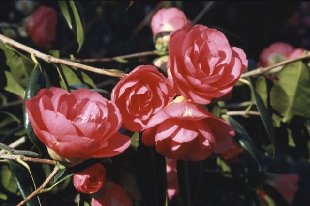 Camellia 'Drama Girl'