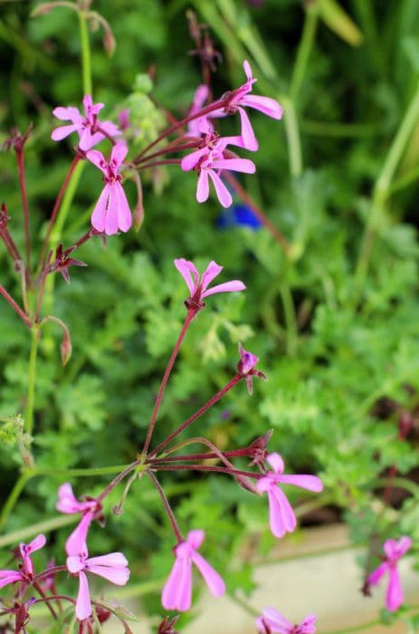 celery-scented pelargonium