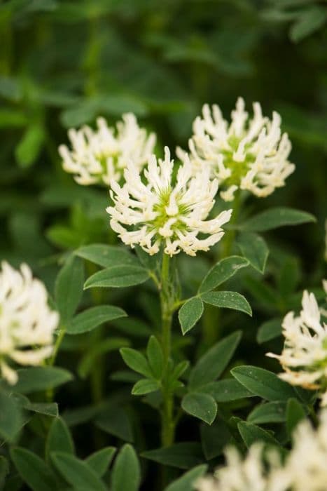 sulphur clover