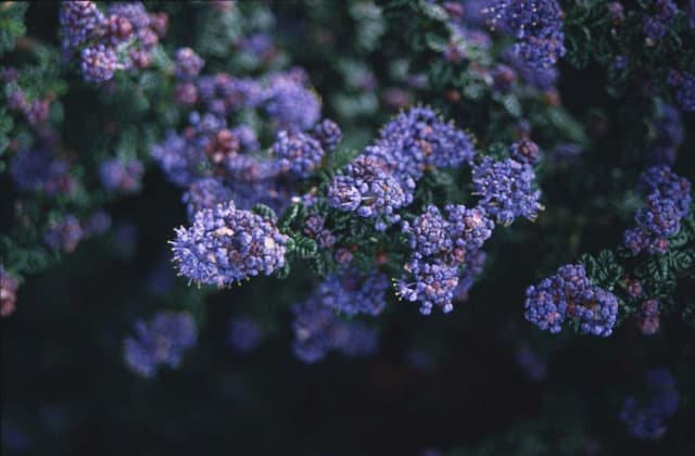 Californian lilac 'Dark Star'