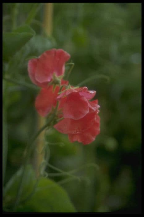 sweet pea 'Dave Thomas'