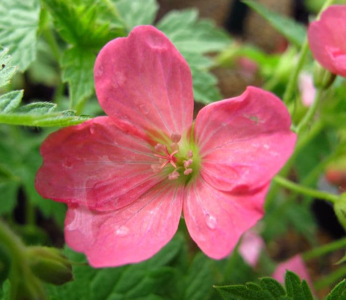 cranesbill 'Wageningen'