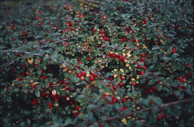 Cotoneaster 'Coral Beauty'