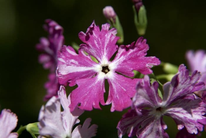 Siebold primrose 'Dancing Ladies'